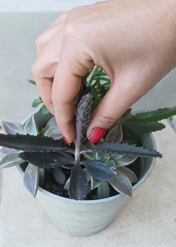 Saksıda Sukulentler - Görsel 5