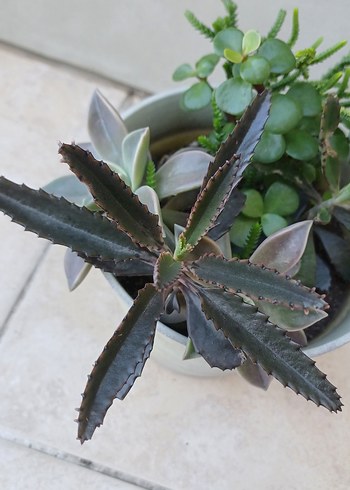 Saksıda Sukulentler - Görsel 4