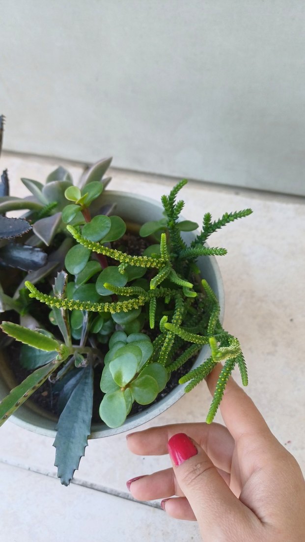 Saksıda Sukulentler - Görsel 3