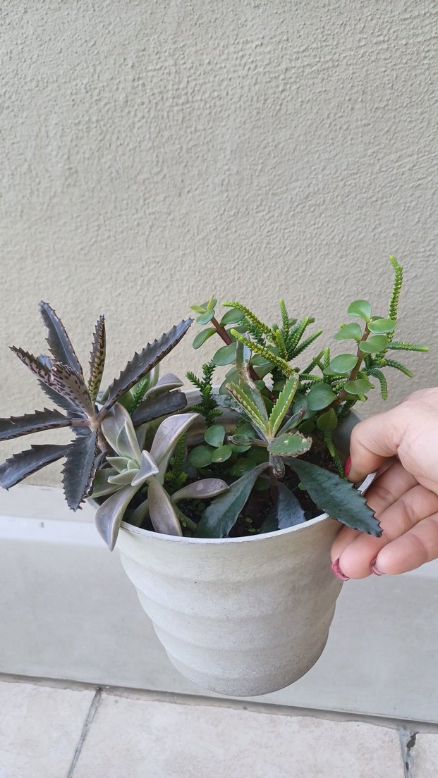 Saksıda Sukulentler - Görsel 2