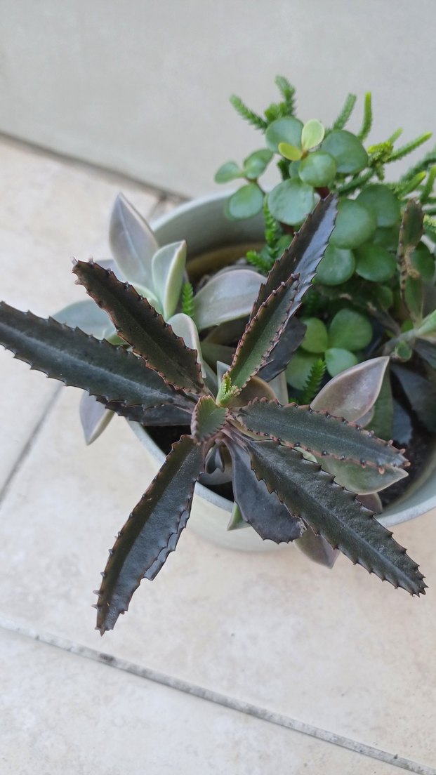 Saksıda Sukulentler - Görsel 4