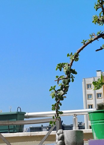 kaktüs ve para çiçeği - Görsel 7