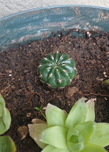 kaktüs ve para çiçeği - Görsel 2