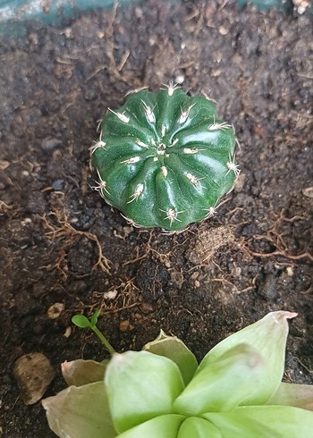 kaktüs ve para çiçeği - Görsel 4