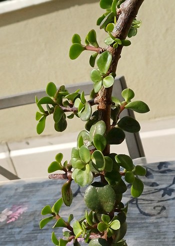 kaktüs ve para çiçeği - Görsel 5