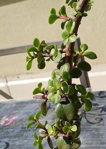 kaktüs ve para çiçeği - Görsel 6