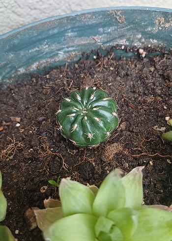 kaktüs ve para çiçeği - Görsel 3