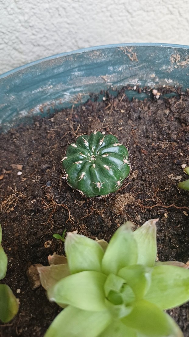 kaktüs ve para çiçeği - Görsel 3