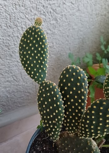 tavşan kulağı kaktüs - Görsel 2