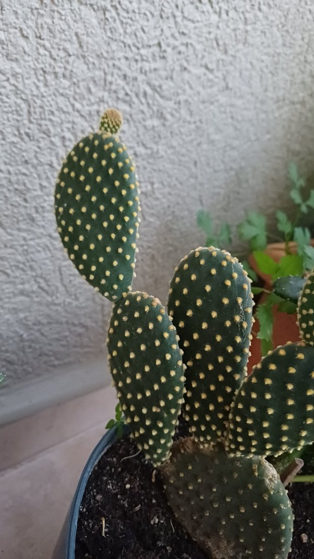 tavşan kulağı kaktüs - Görsel 2