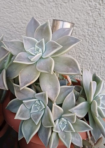 Sukulent - Görsel 2