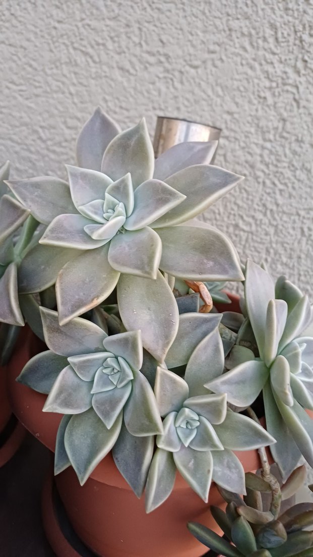 Sukulent - Görsel 2