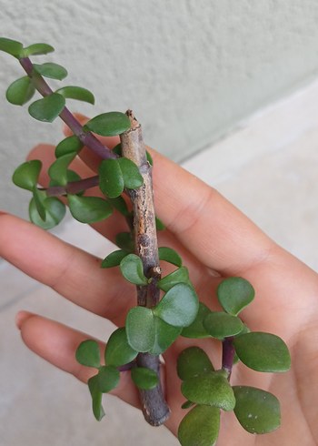 2 adet afra para çiçeği - Görsel 4