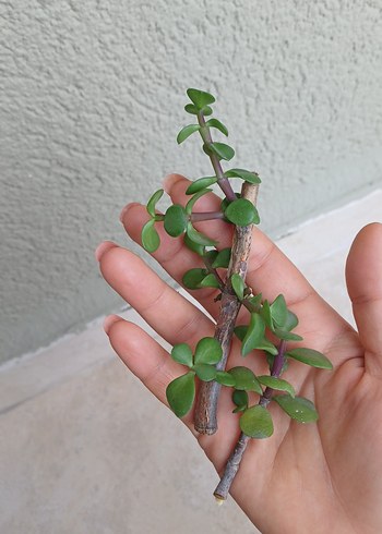 2 adet afra para çiçeği - Görsel 3