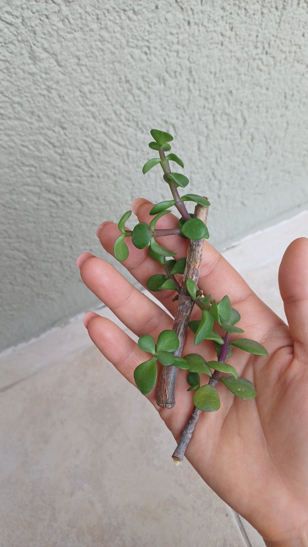 2 adet afra para çiçeği - Görsel 3