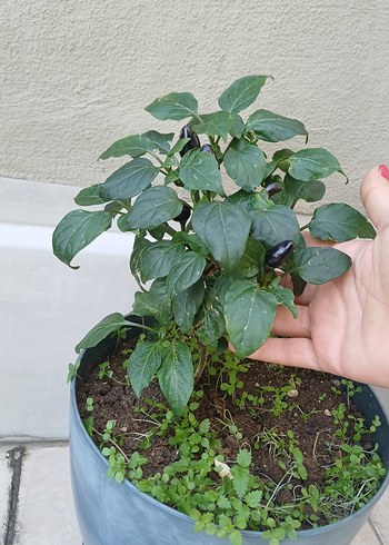 Siyah tombul biber fide - Görsel 3