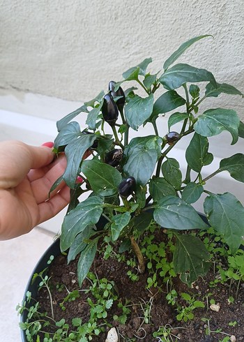 Siyah tombul biber fide - Görsel 2