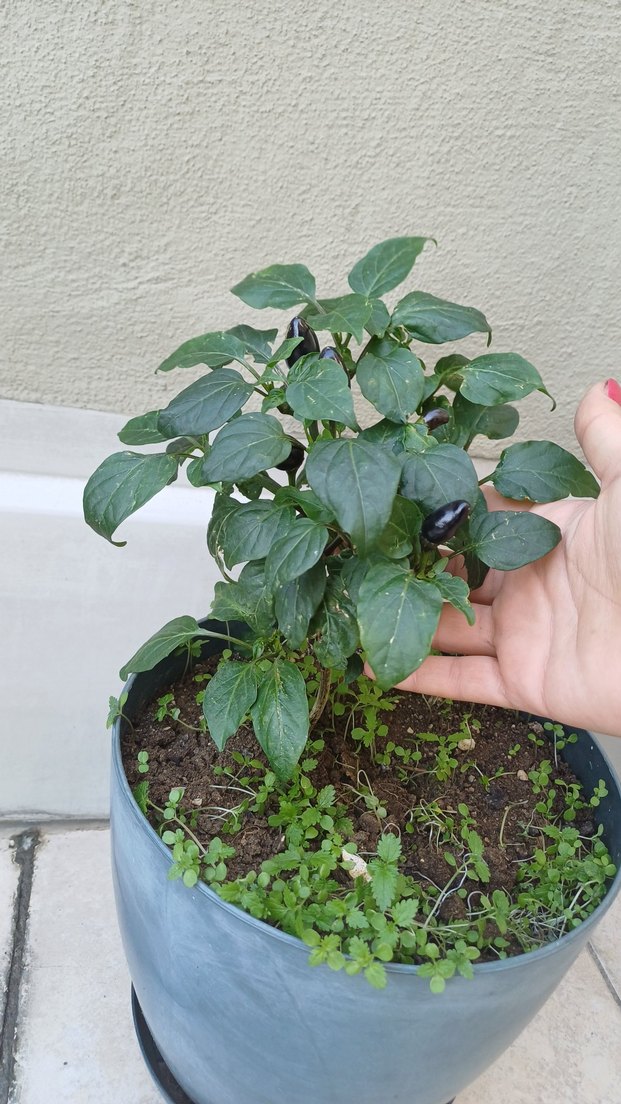 Siyah tombul biber fide - Görsel 3