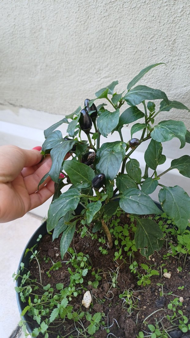 Siyah tombul biber fide - Görsel 2