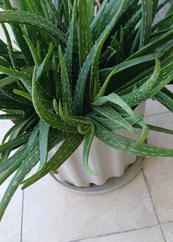 Hakiki Aloe Vera - Görsel 3