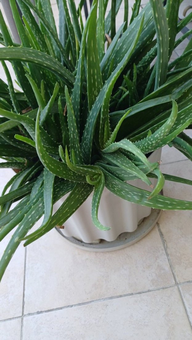 Hakiki Aloe Vera - Görsel 3