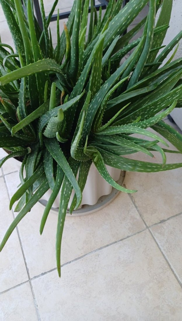 Hakiki Aloe Vera - Görsel 2