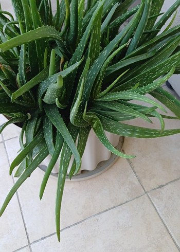 Aloe Vera - Görsel 2