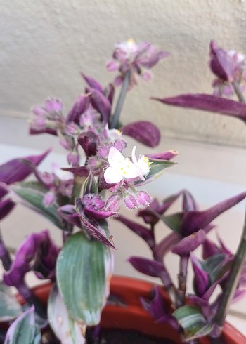 Özel tür telgraf çiçeği&kurdela çiçeği - Görsel 2