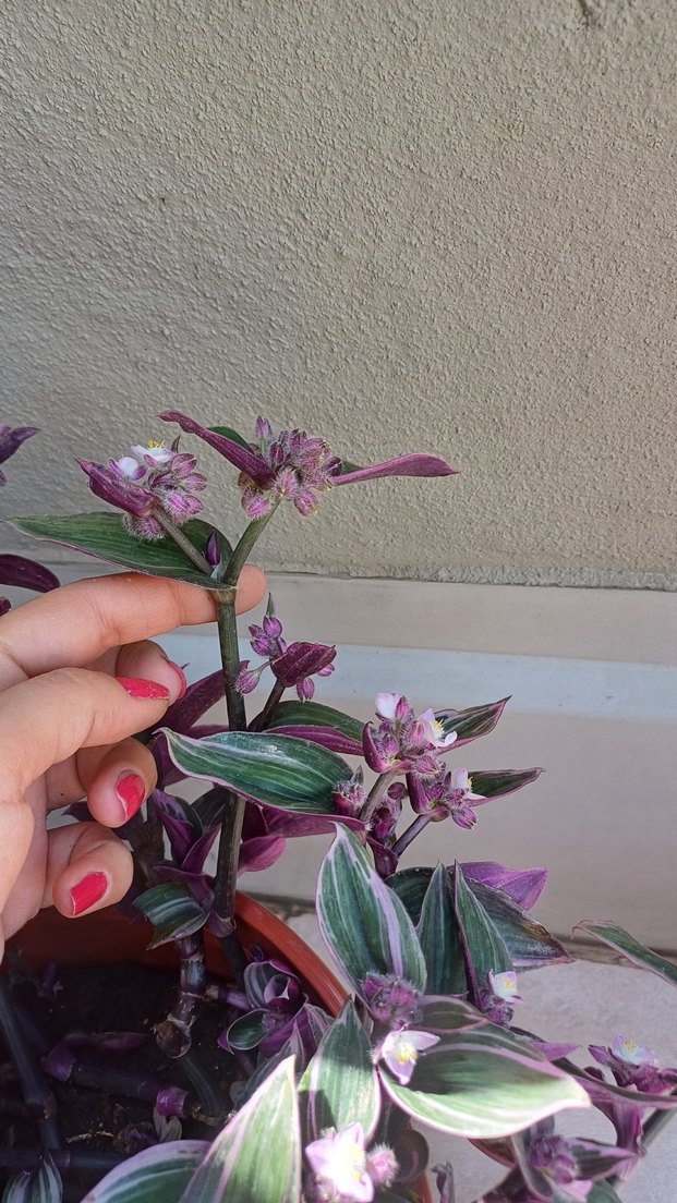 Özel tür telgraf çiçeği&kurdela çiçeği - Görsel 3