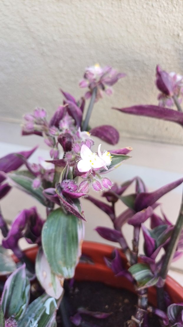 Özel tür telgraf çiçeği&kurdela çiçeği - Görsel 2