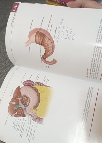 Morton İnsan Anatomi Atlası - Görsel 5