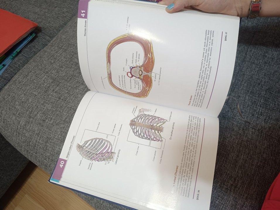 Morton İnsan Anatomi Atlası - Görsel 3