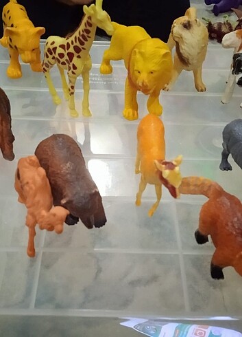 Hayvanlar - Görsel 5