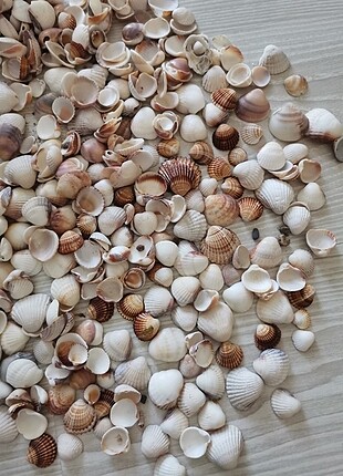 Deniz kabugu