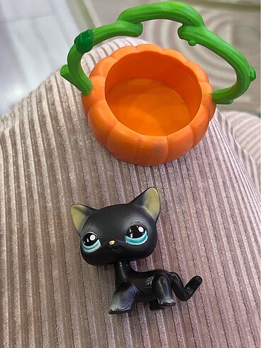 Beden Renk Siyah Shorthair Kedi Miniş Balkabağı çanta ile