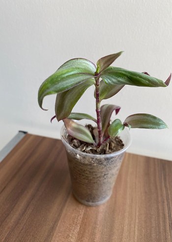 Telgraf çiçeği - Görsel 6