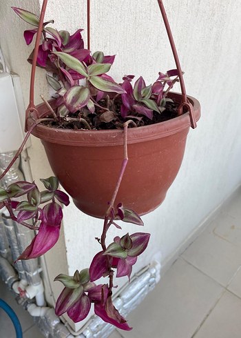 Telgraf çiçeği - Görsel 2