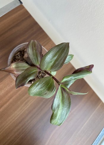 Telgraf çiçeği - Görsel 5