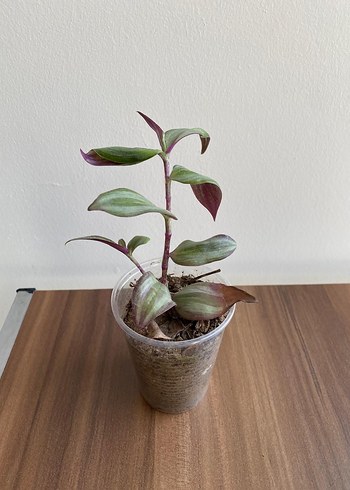 Telgraf çiçeği - Görsel 3