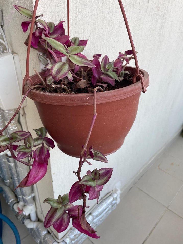 Telgraf çiçeği - Görsel 2