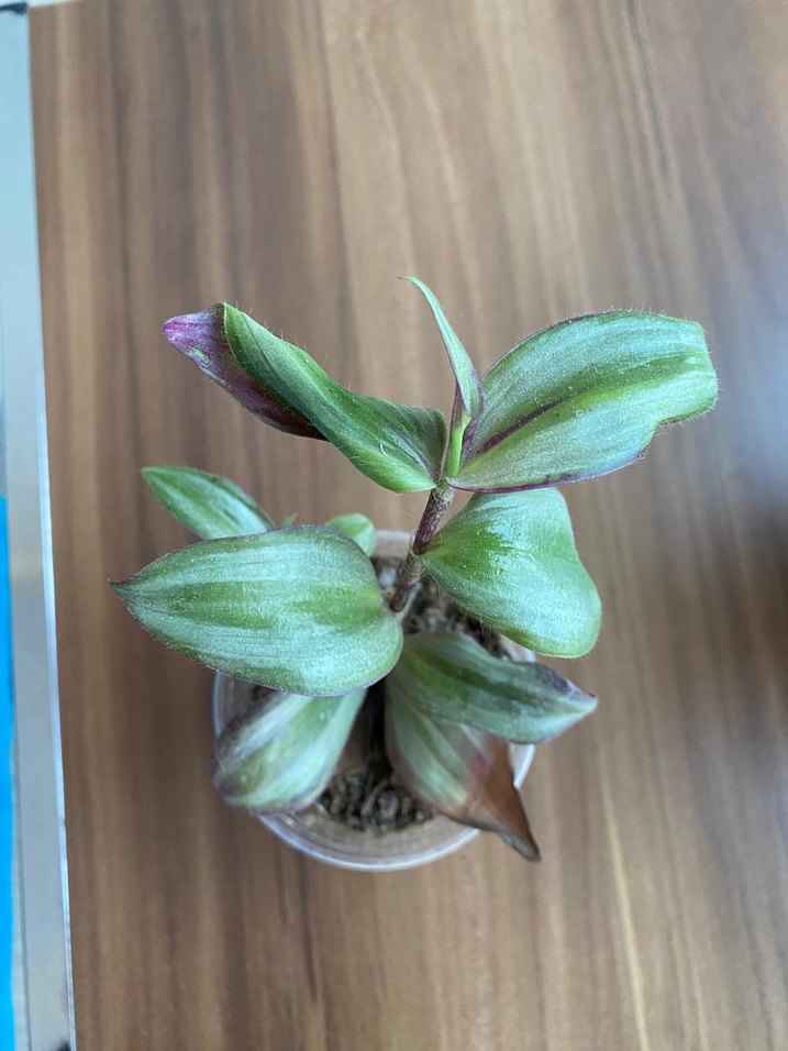 Telgraf çiçeği - Görsel 4