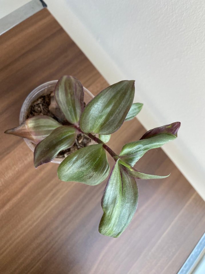 Telgraf çiçeği - Görsel 5