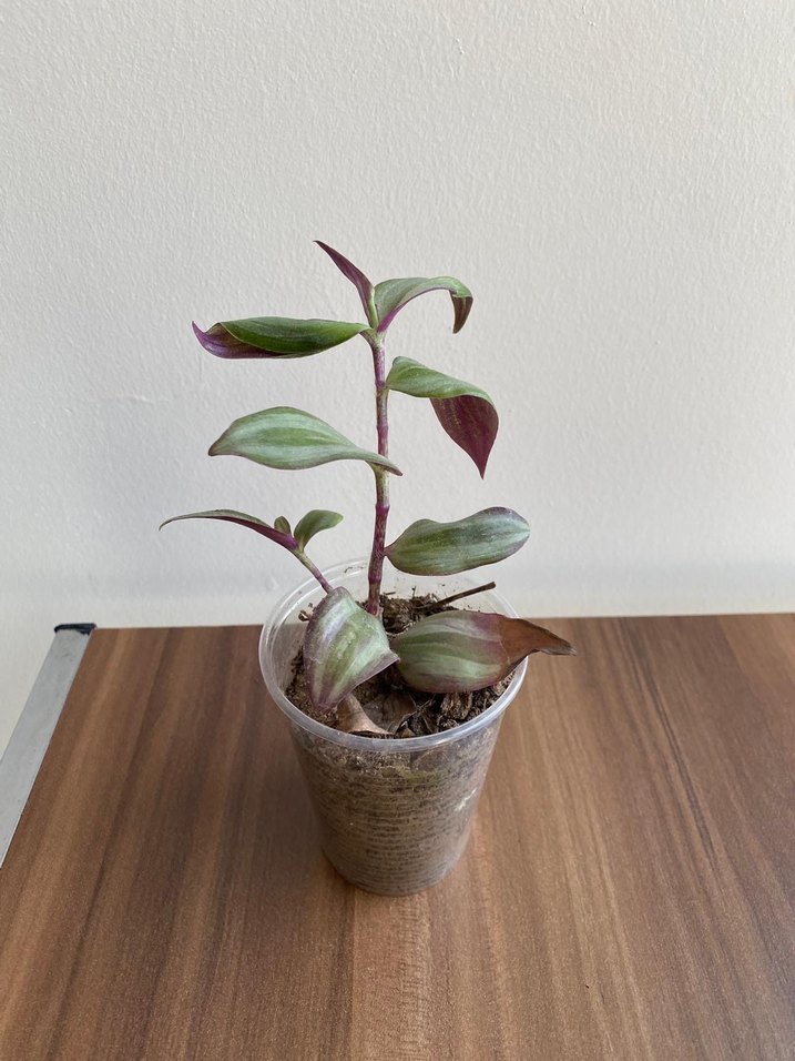 Telgraf çiçeği - Görsel 3