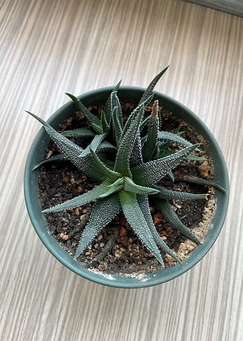 Haworthia fasciate concolor - Görsel 4