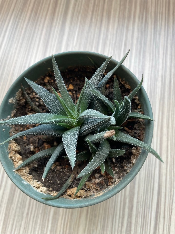 Haworthia fasciate concolor - Görsel 3