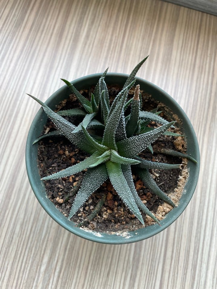 Haworthia fasciate concolor - Görsel 4
