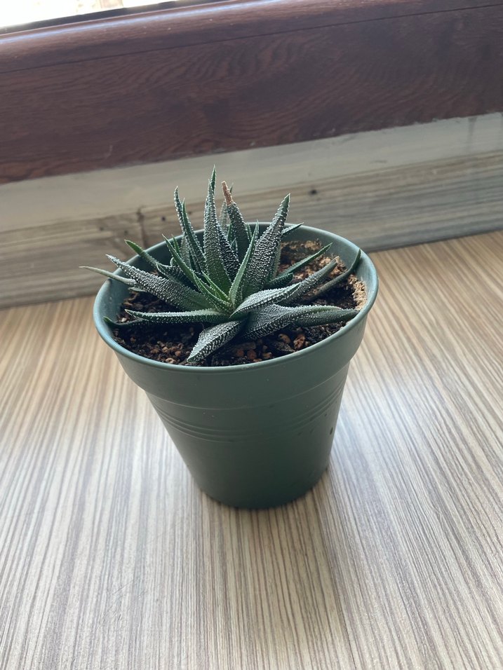 Haworthia fasciate concolor - Görsel 2