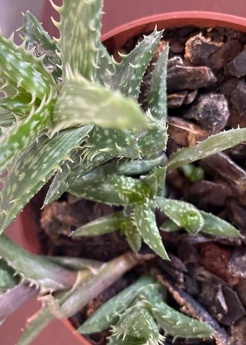 Aloe juvenna Sukulent Bitki - Görsel 3