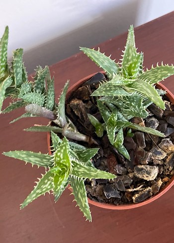 Aloe juvenna Sukulent Bitki - Görsel 4