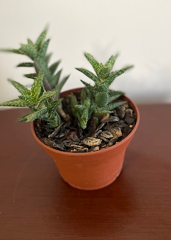 Aloe juvenna Sukulent Bitki - Görsel 2